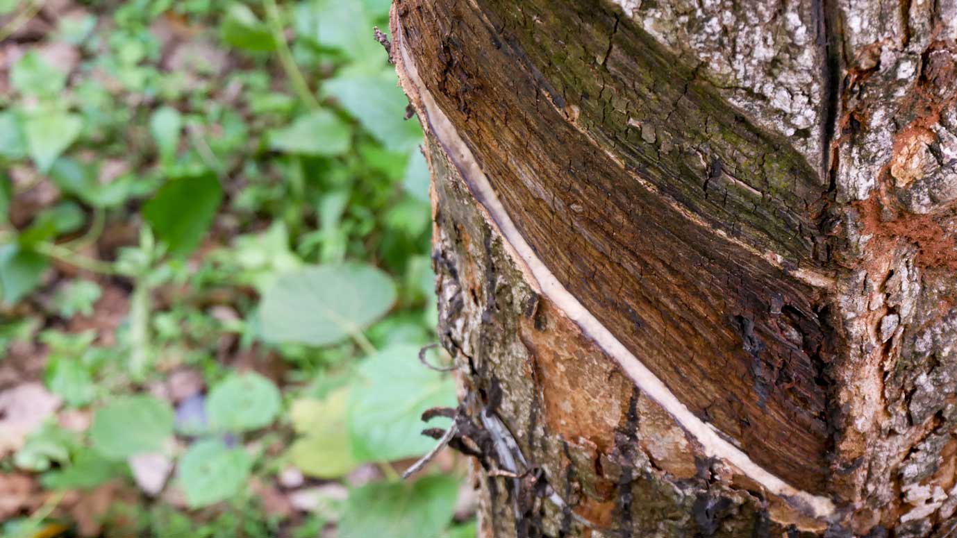 Rubber plantation