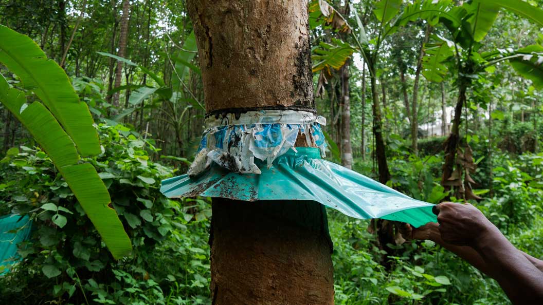 Rubber plantation