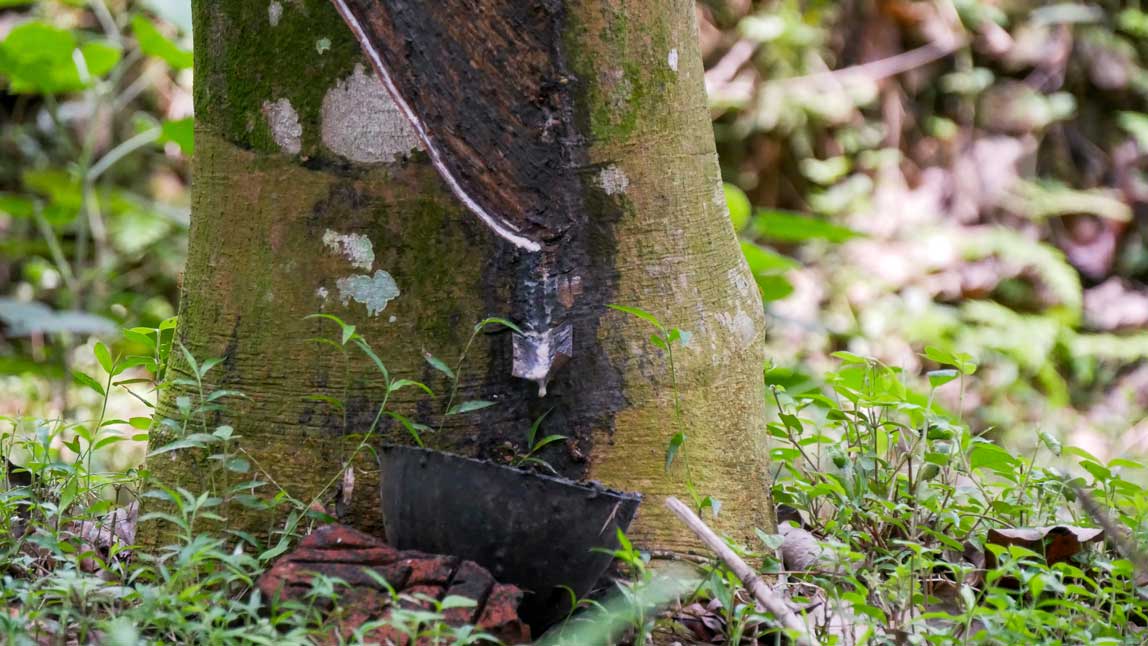 Rubber plantation