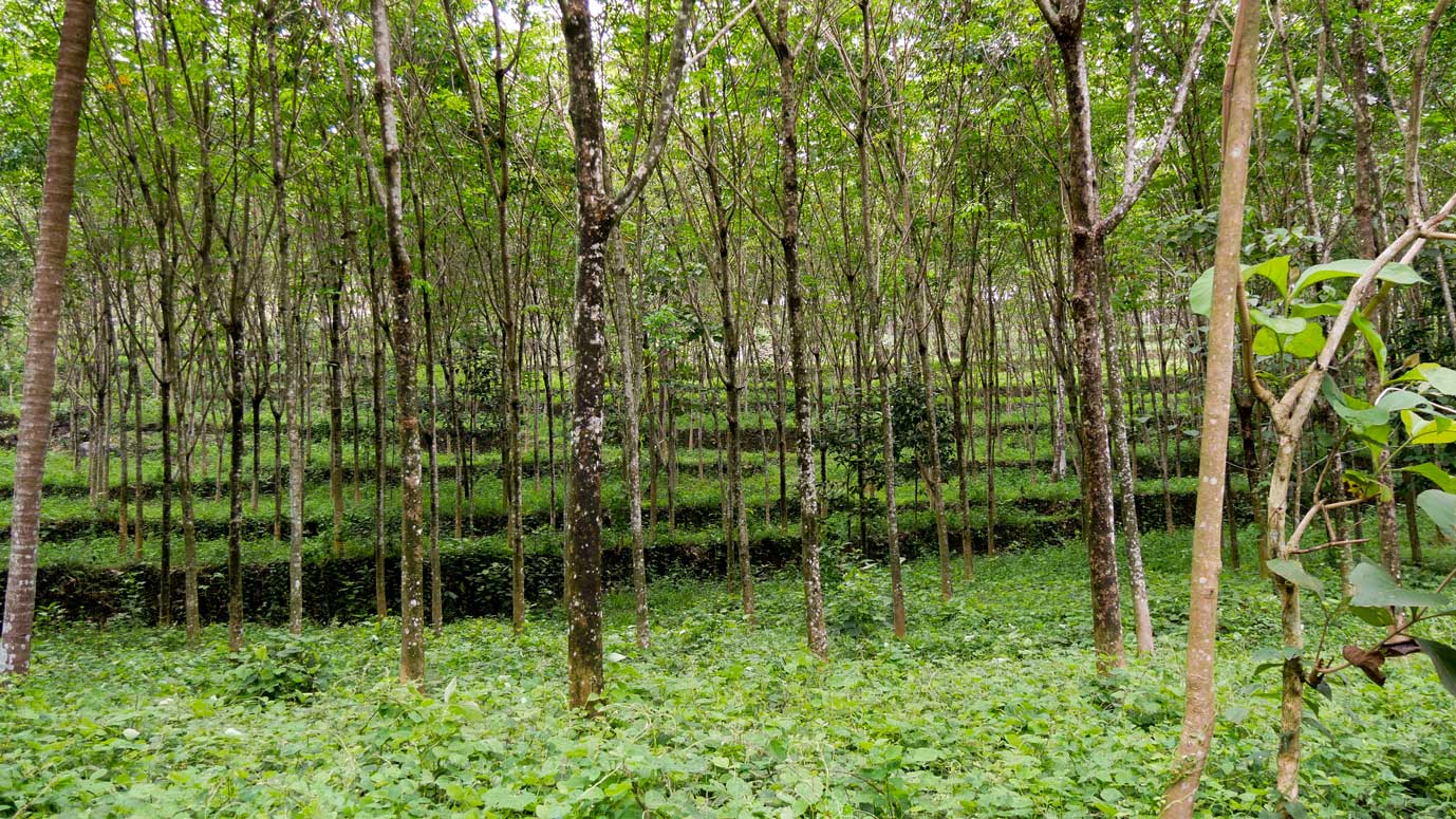 Rubber plantation