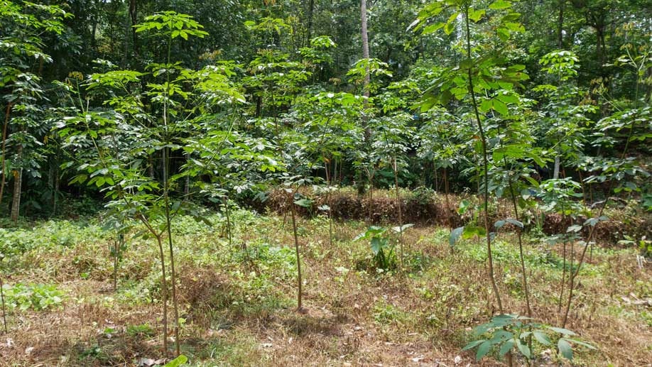 Rubber plantation