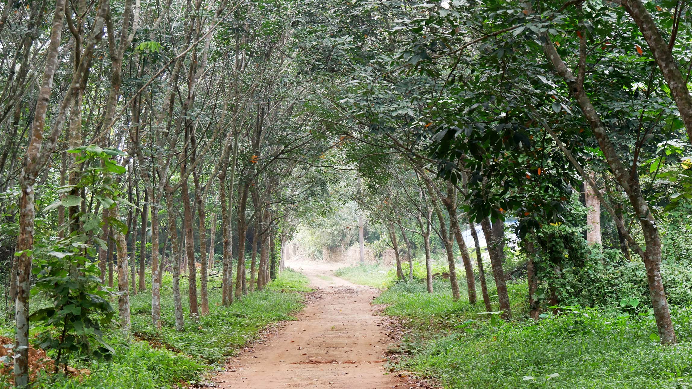 Rubber plantation