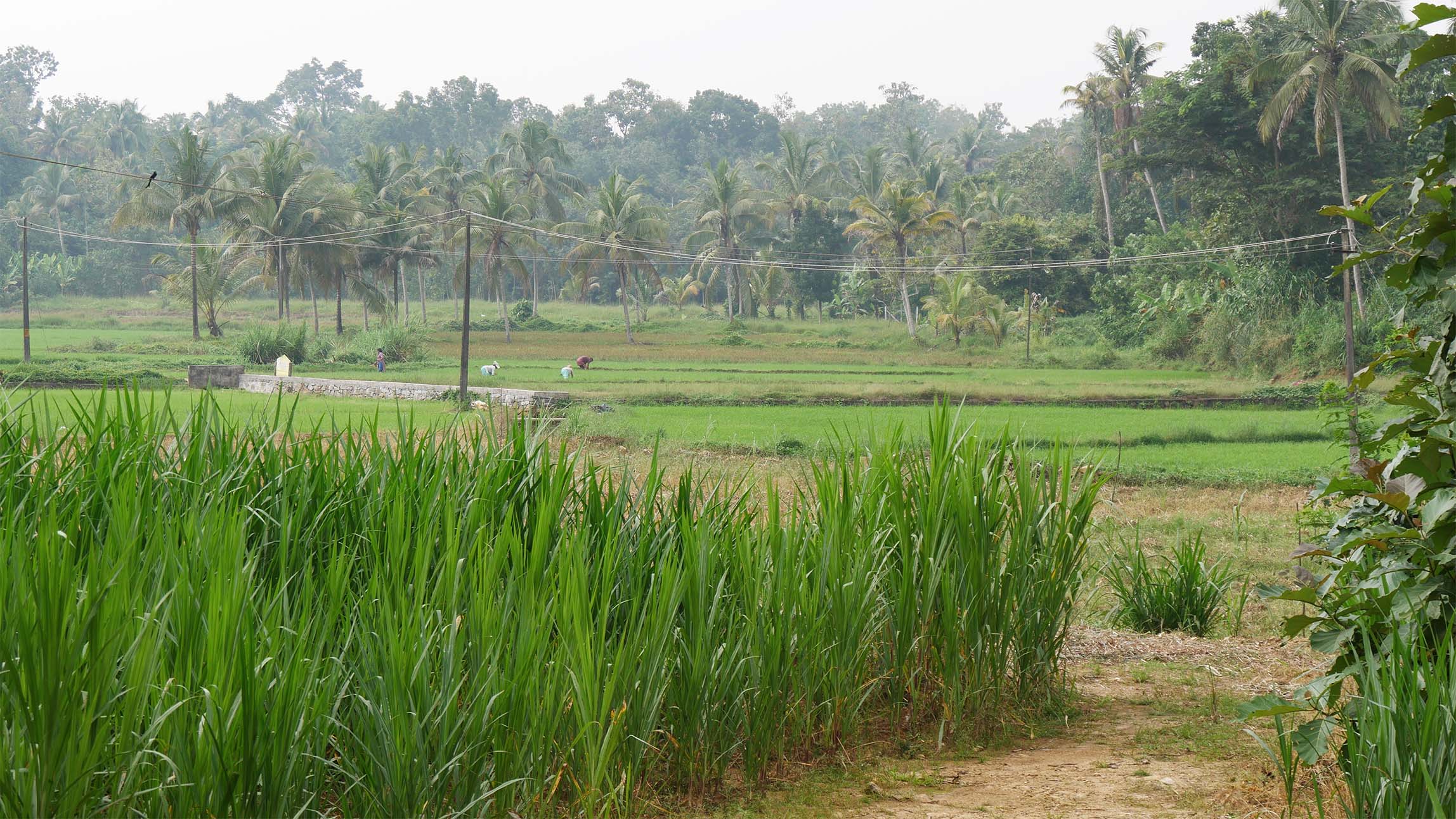 Rubber plantation