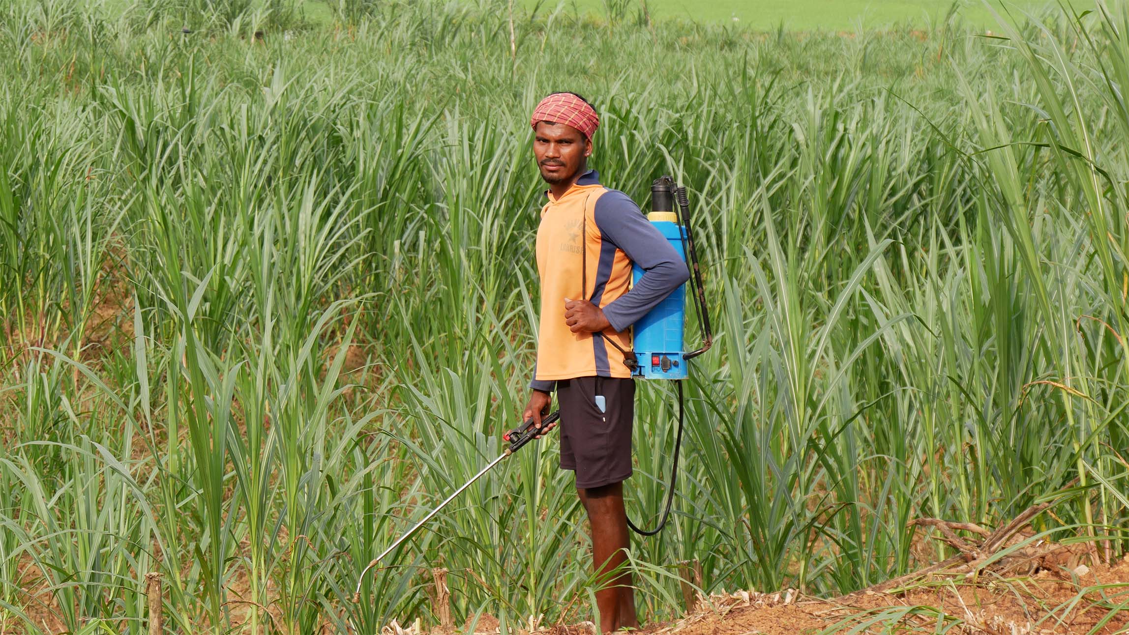 Rubber plantation