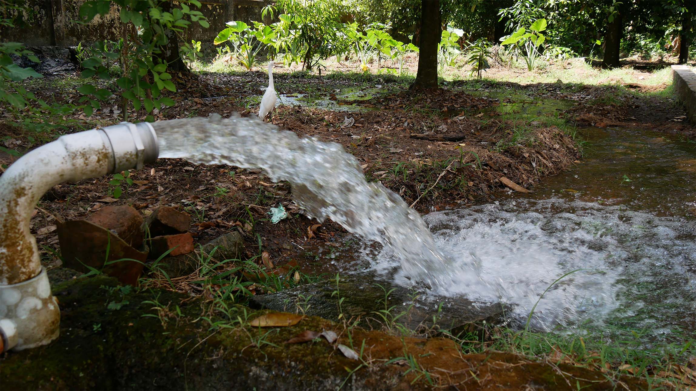 Rubber plantation