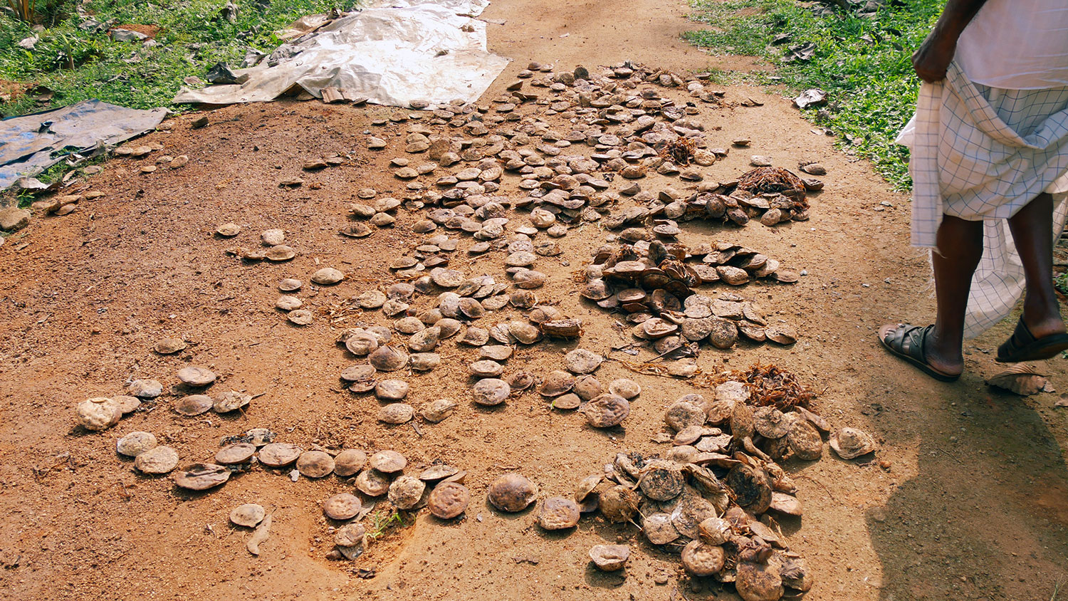 Rubber plantation