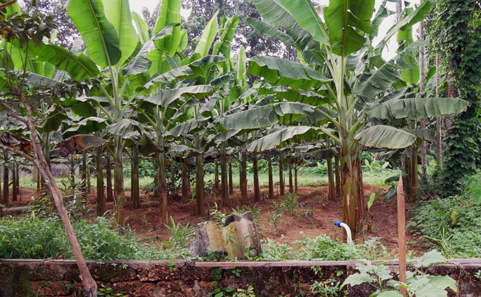 Rubber plantation