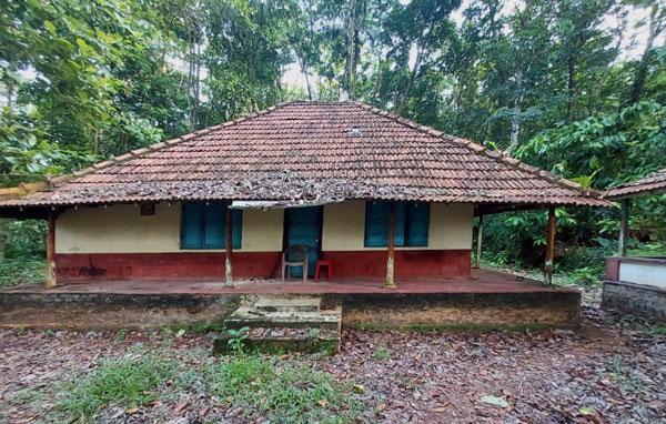 Rubber plantation