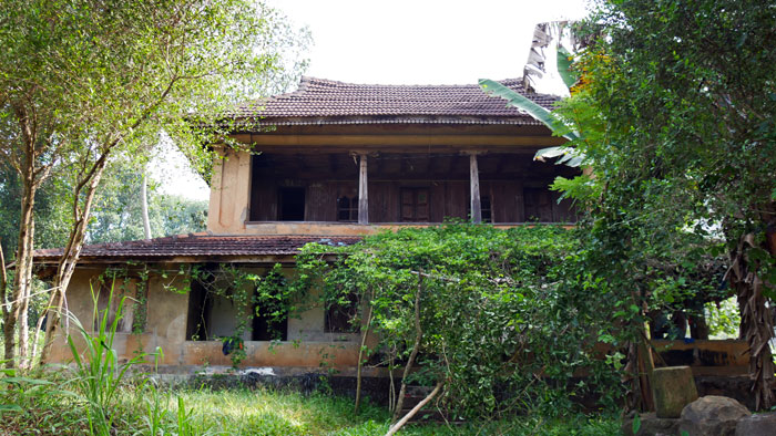 Rubber plantation