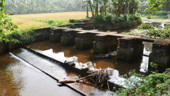 Rubber plantation