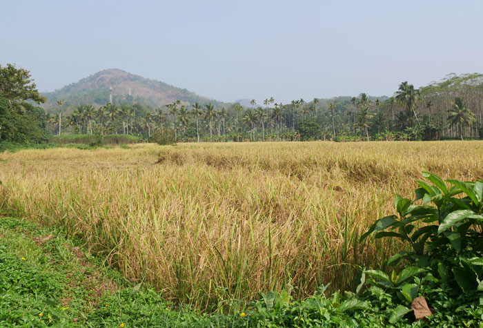 Rubber plantation