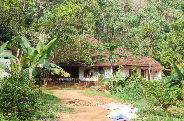 Rubber plantation