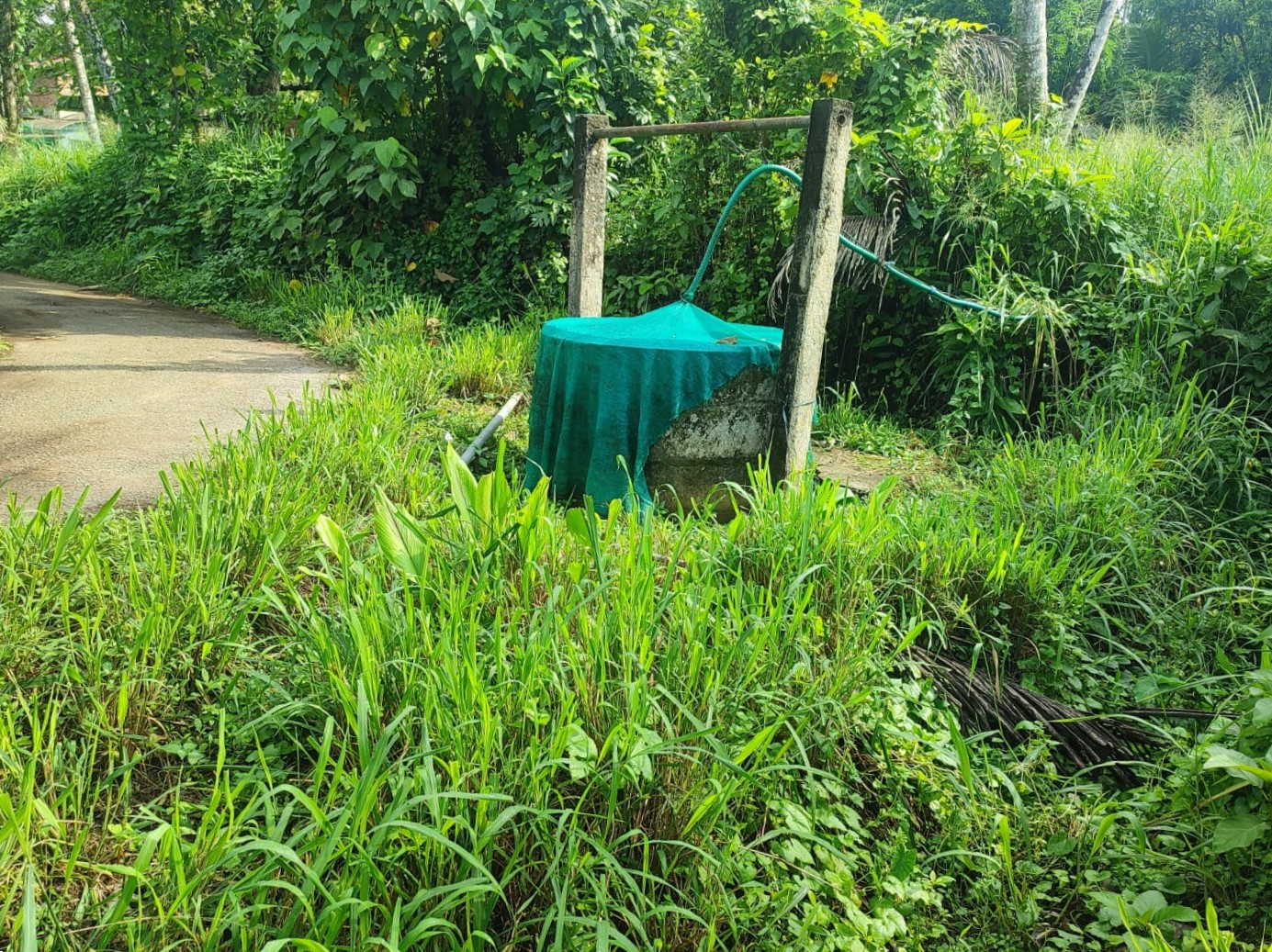 Rubber plantation