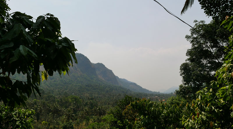 Rubber plantation