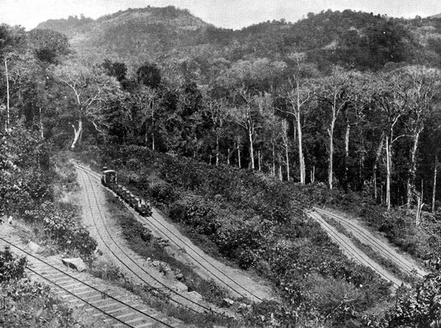 Rubber plantation