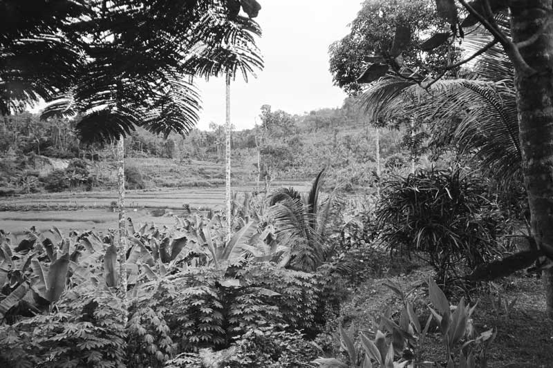 Rubber plantation