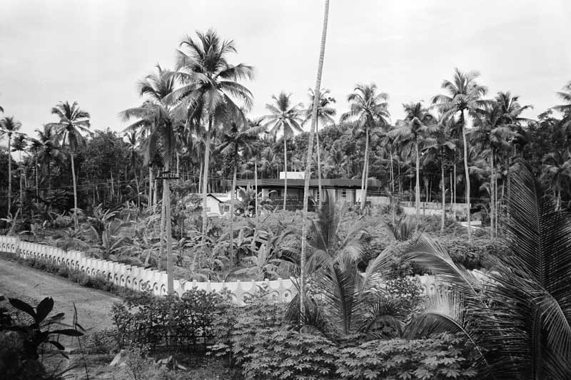 Rubber plantation