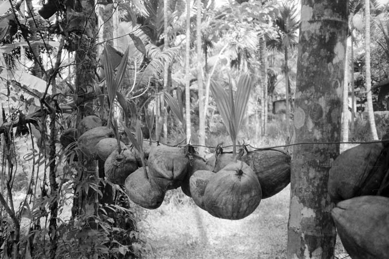 Rubber plantation